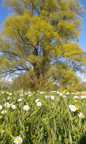 Baum an der Oste
